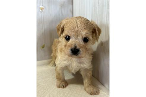 販売中の群馬県のマルプー:マルチーズ×トイプードル-388464